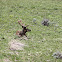 North American Elk