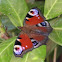 European Peacock