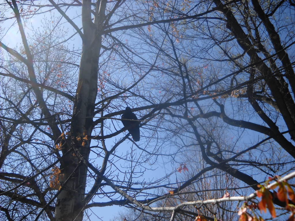Common Raven