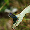 Silver-studded Blue