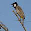 White-eared Bulbul