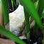 Common treefrog eggs