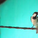 House Sparrow