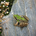 Perez's Frog