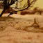 Desert Horned Viper