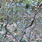 Oak Gall
