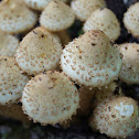 Parasol Mushroom