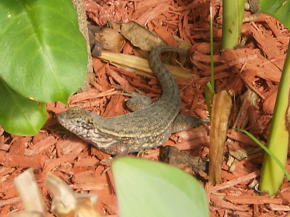 Spotting Image 1