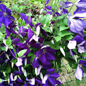 Clematis 'Jackmanii'