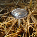 coprinus lagopus