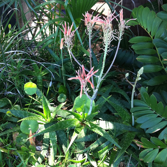 Spotting Image 1