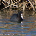 Coot; Focha Común
