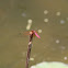 Crimson Dropwing