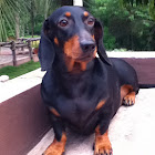 Daschhound