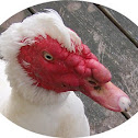 Muscovy Duck