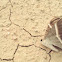 Tropical swallowtail moth