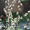 Pussy willow