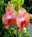 Orquideas