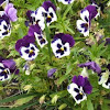 Purple and White Pansies