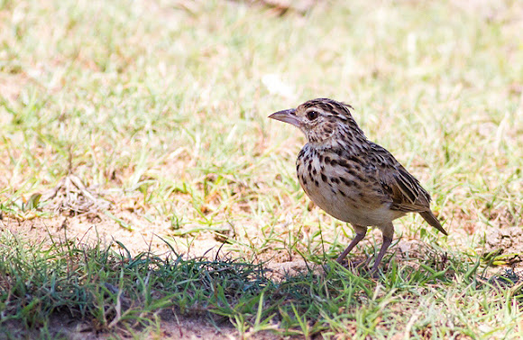 Spotting Image 1
