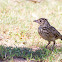 Bengal Bush Lark
