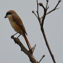 Brown Shrike