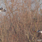 Common Merganser