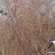 Common Merganser