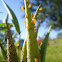Aphids