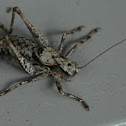 Eastern Shieldback Katydid