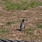 Unknown spotting