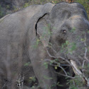 Sri Lankan elephant