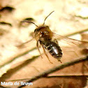 Mining bee