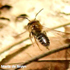 Mining bee