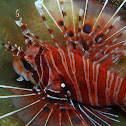 Spot-fin Lionfish