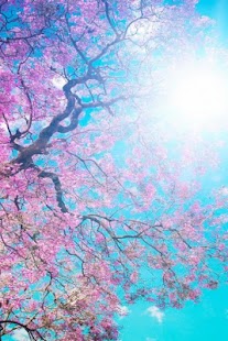 How to install Spring Live Wallpapers 1.0 unlimited apk for android