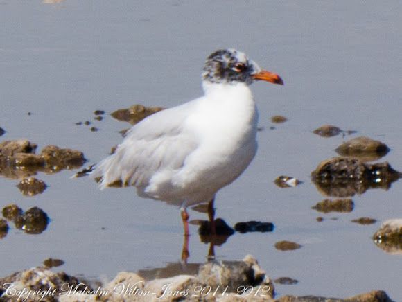 Spotting Image 1