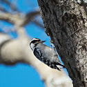 Downy Woodpecker