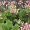 Coral bells