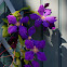 Clematis