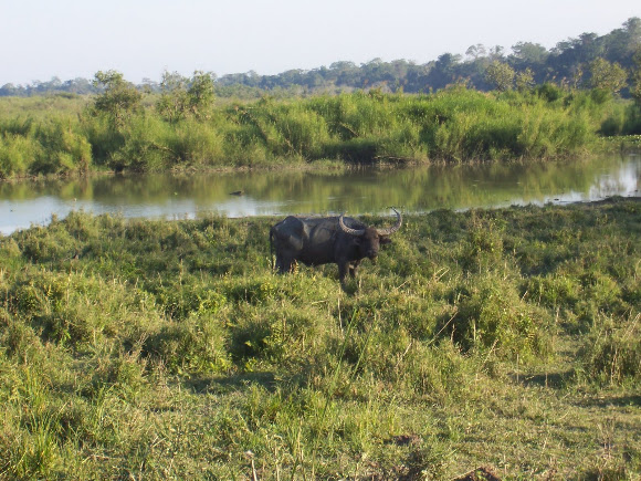 Spotting Image 1