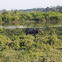 Asiatic water buffalo