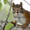 Red Squirrel