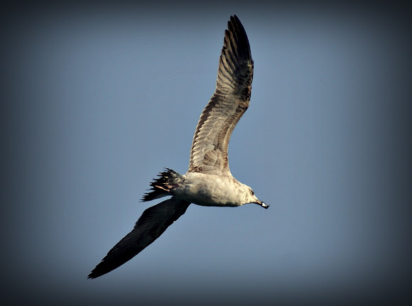 Spotting Image 1