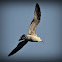 Sea Gull
