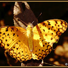 Common Leopard