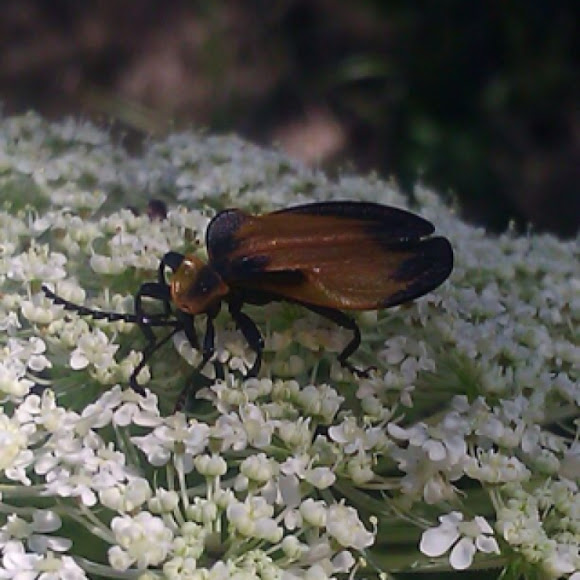 Spotting Image 1