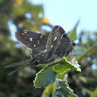 Long-tailed Skipper (Coludo verde)