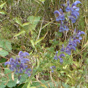 Eisenhut - aconite