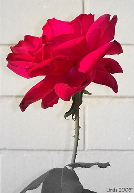 [A Single Red Rose[5].jpg]